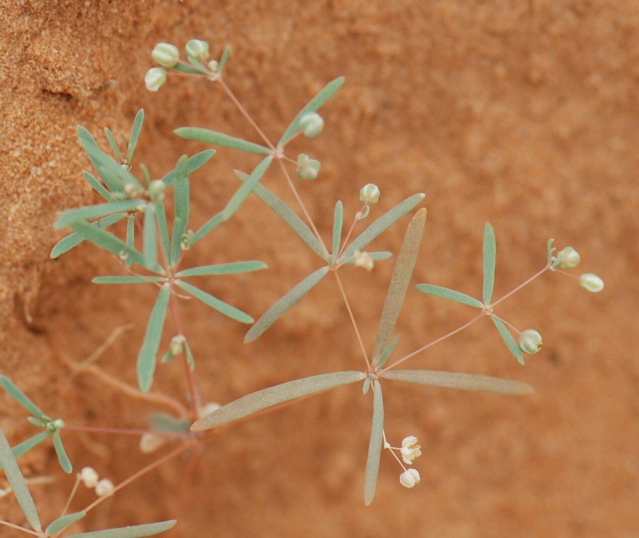 Mollugo cerviana — related species from the same genus