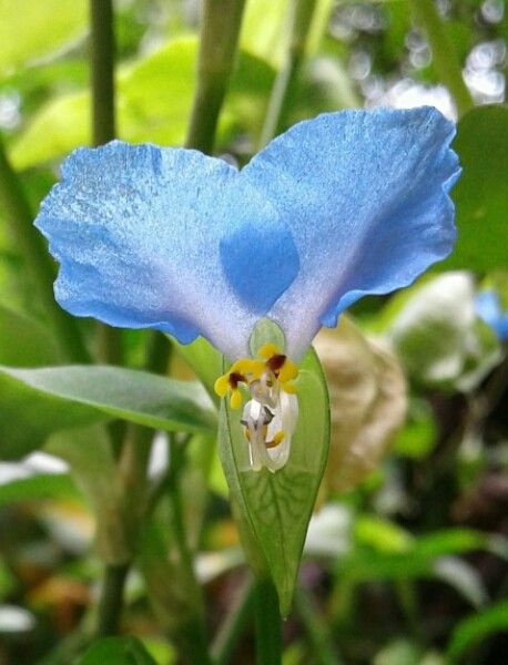 Commelina benghalensis flower