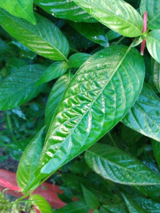 Dianthera calycina — related species from the same genus