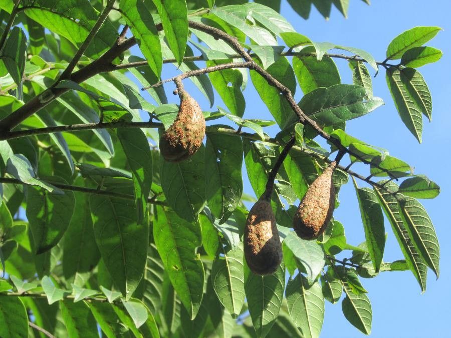 Cedrela fissilis fruit