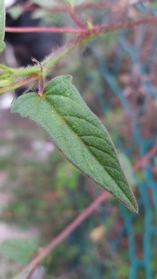 Anoda acerifolia leaf