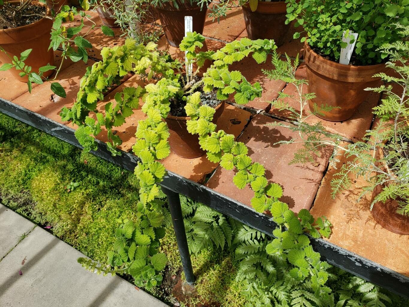 Coleus grandidentatus habit