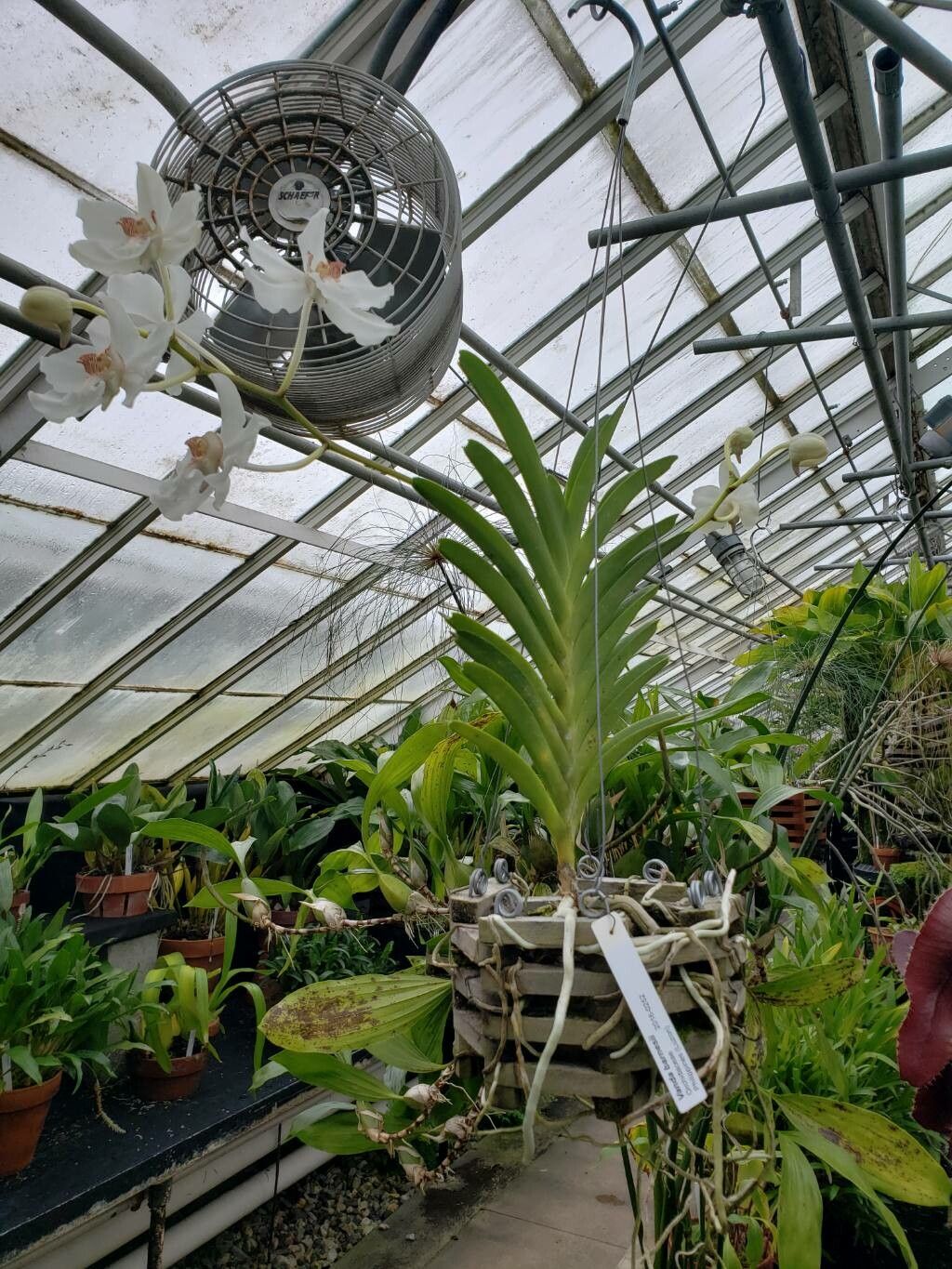 Vanda barnesii habit