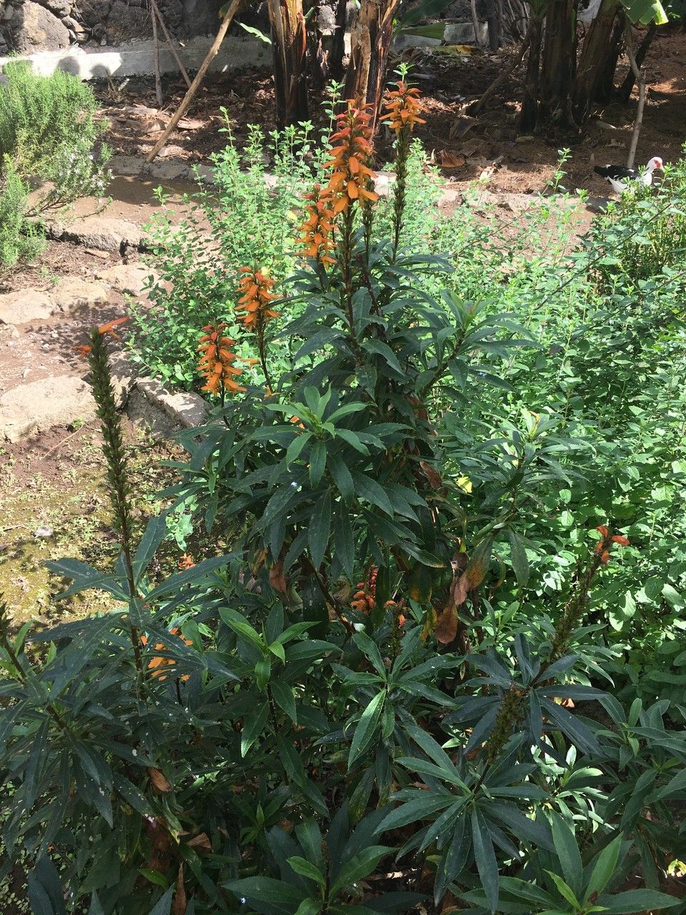 Digitalis canariensis habit