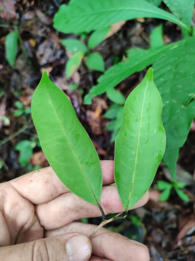 Pouteria chiricana leaf