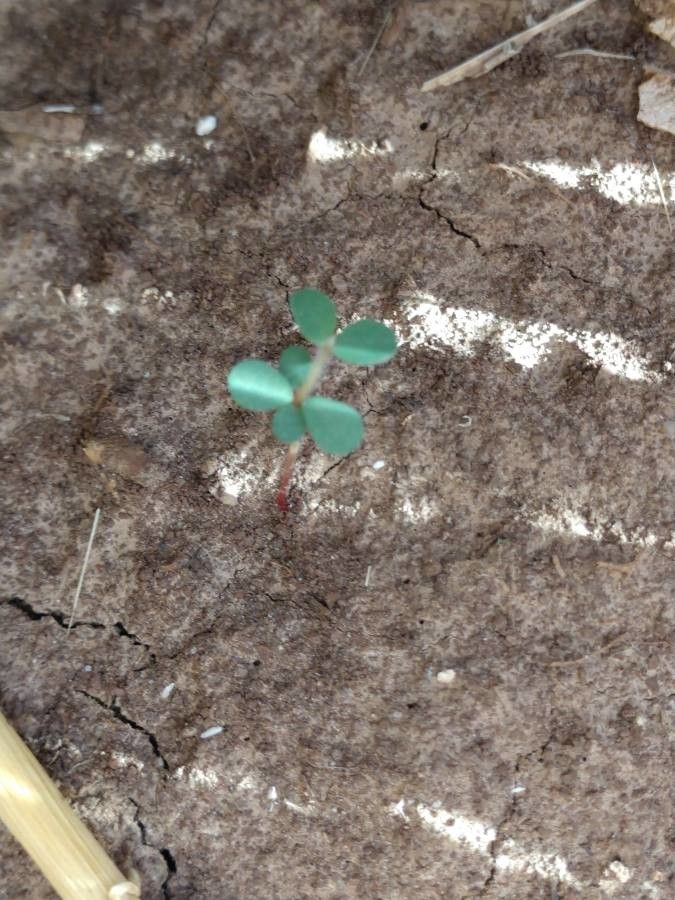 Chamaesyce maculata — related species from the same genus