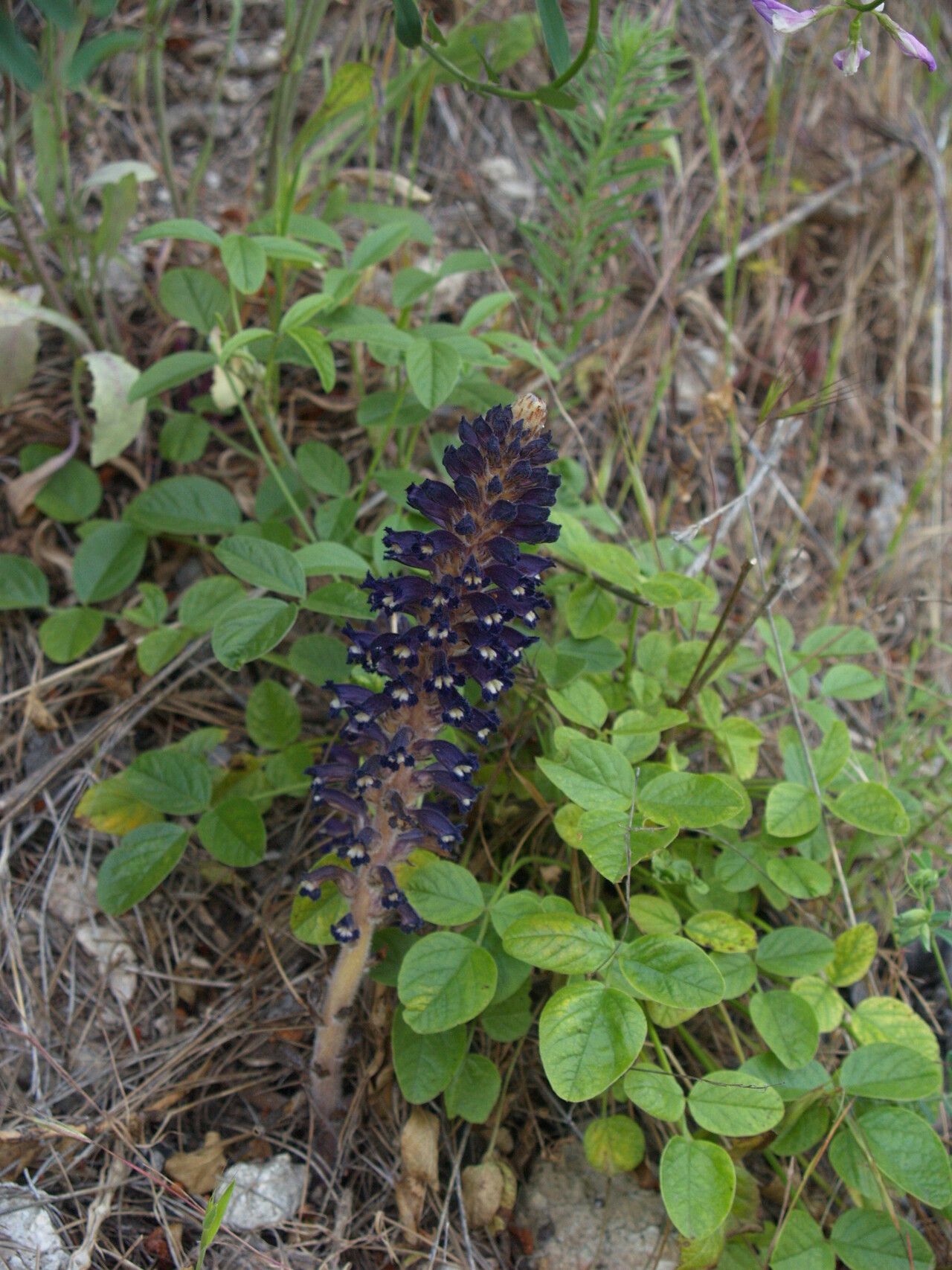 Phelipanche lavandulacea habit