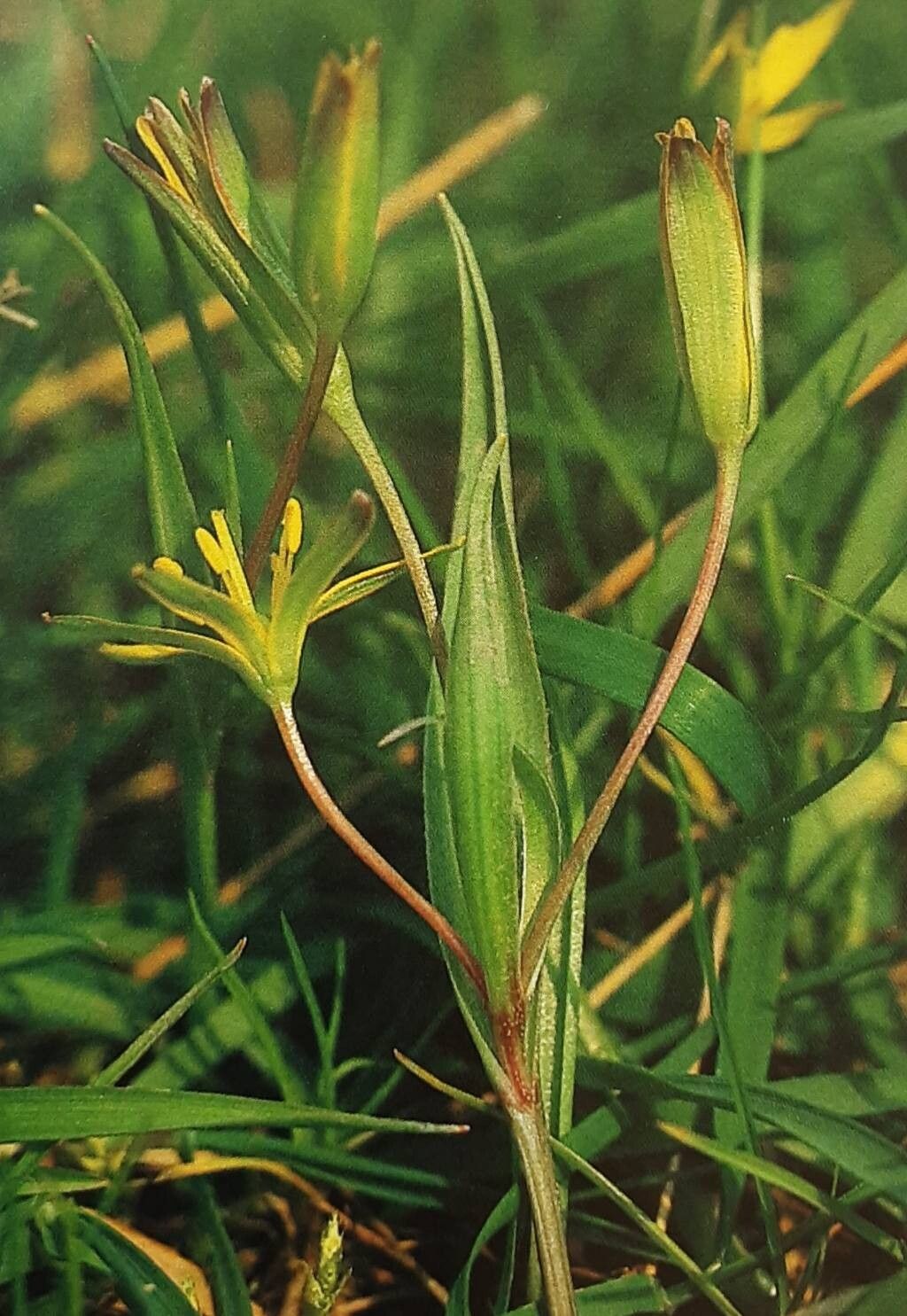 Gagea × pomeranica habit
