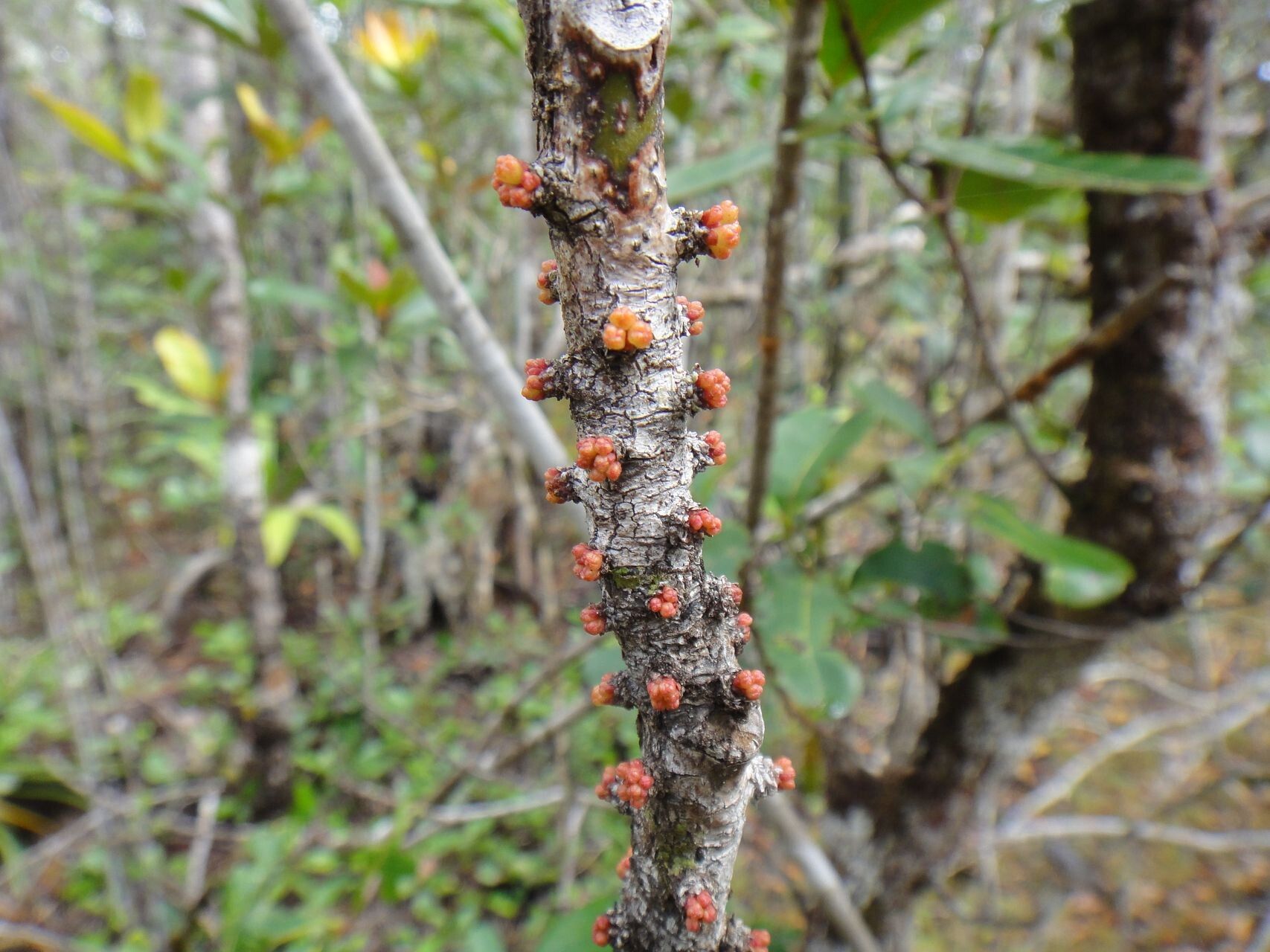 Myrsine grandifolia — houseplant care guide