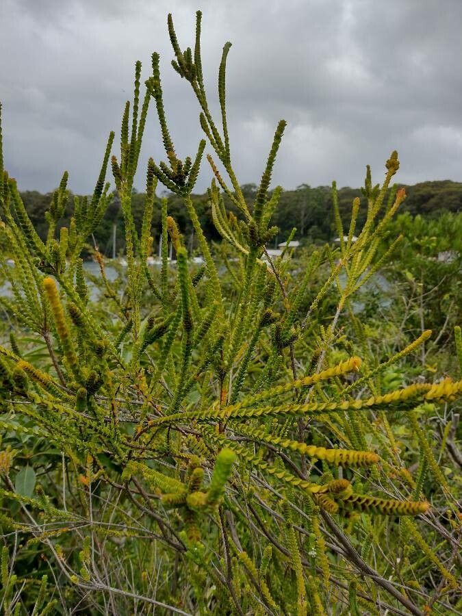 Baeckea imbricata habit