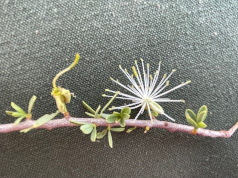 Maerua angolensis flower