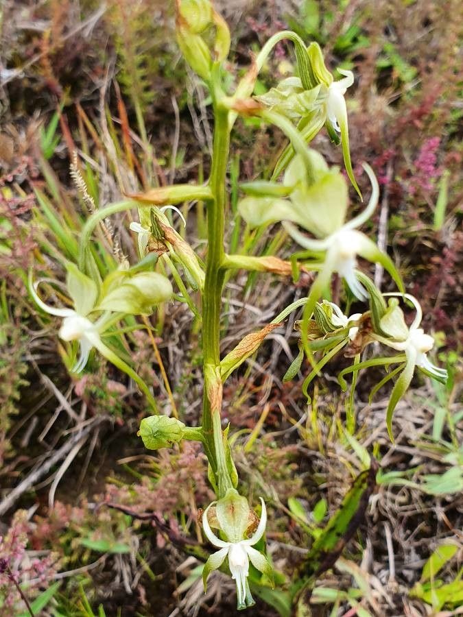 Habenaria schimperiana flower