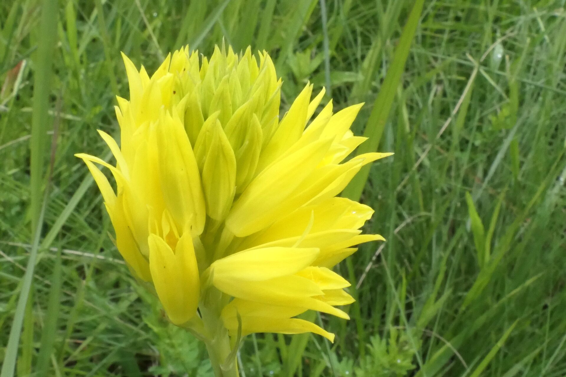 Eulophia ensata flower