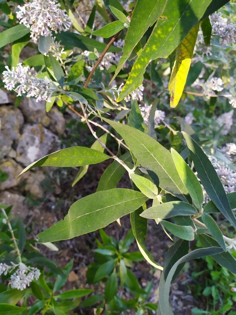 Buddleja officinalis — search result for 'Buddleja'