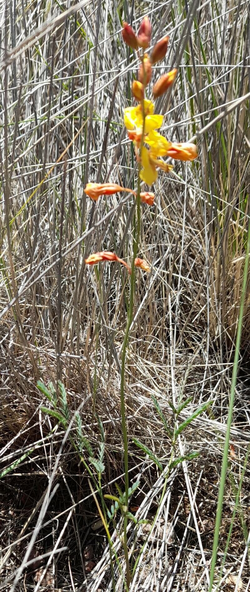 Hoffmannseggia glauca habit
