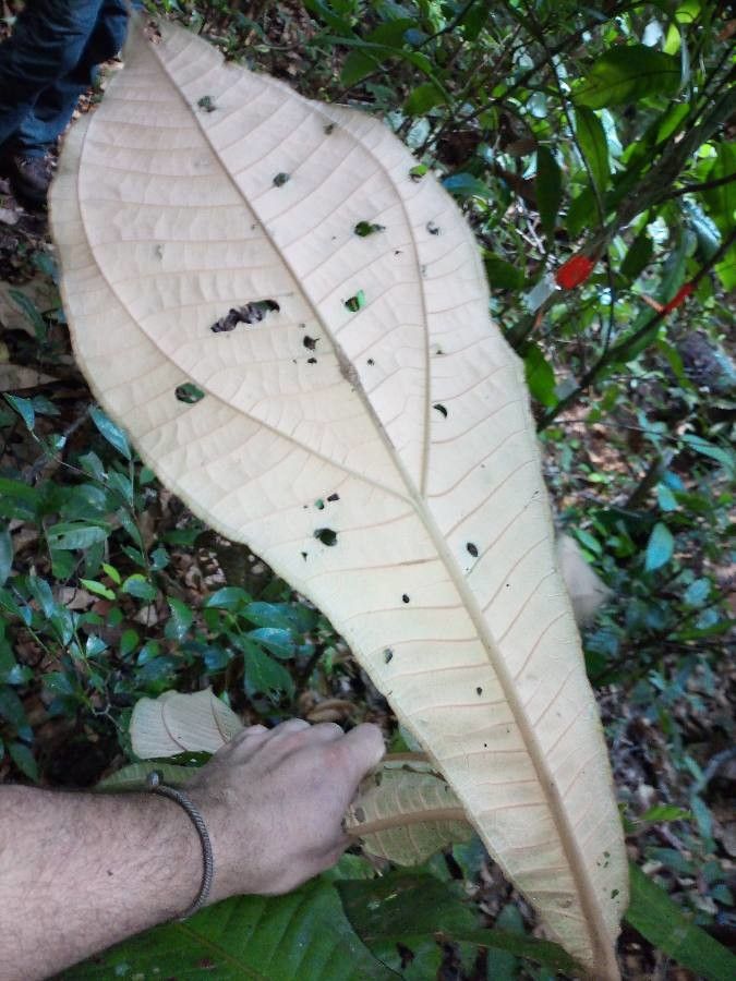 Miconia plukenetii — houseplant care guide