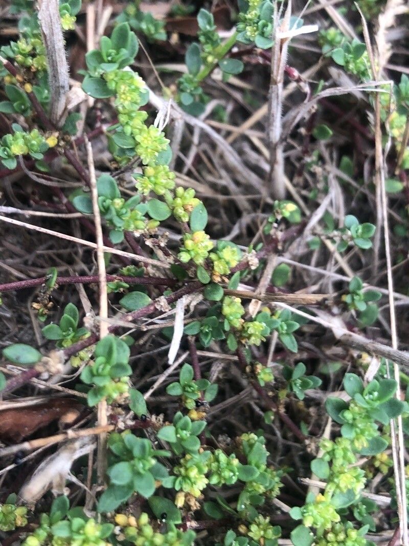 Herniaria ciliolata — related species from the same genus