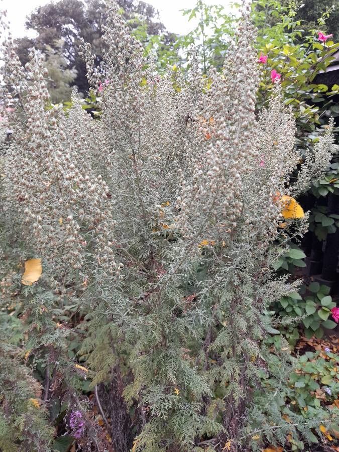 Artemisia afra flower