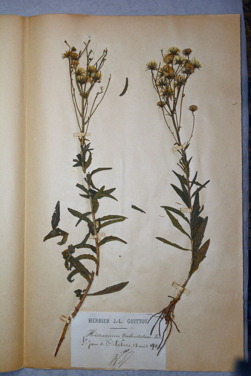 Hieracium tridentatum other