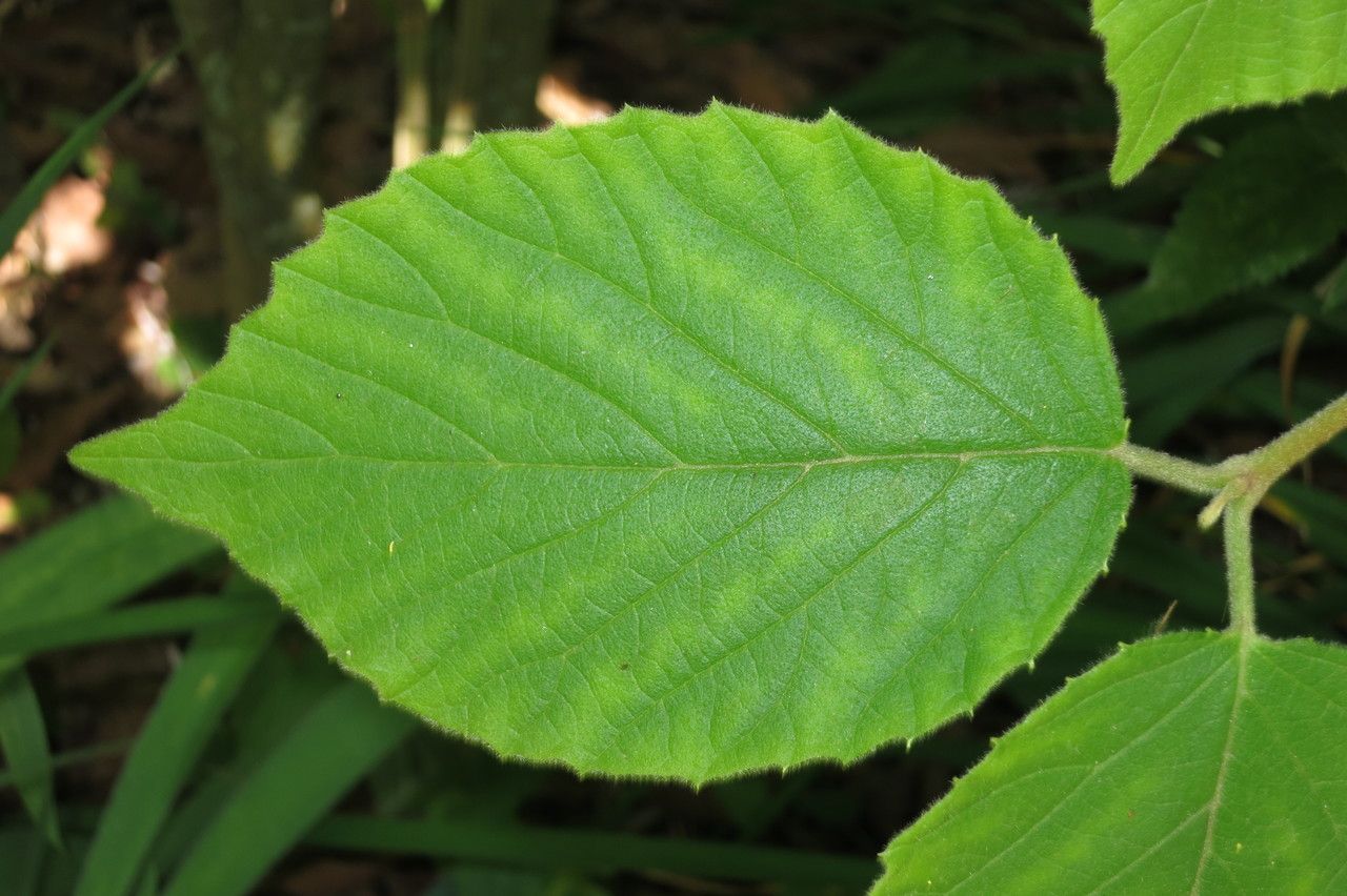 Viburnum tiliifolium leaf