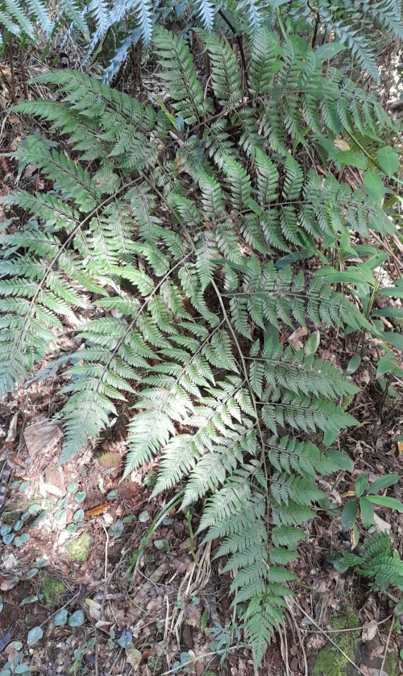 Parapolystichum effusum habit