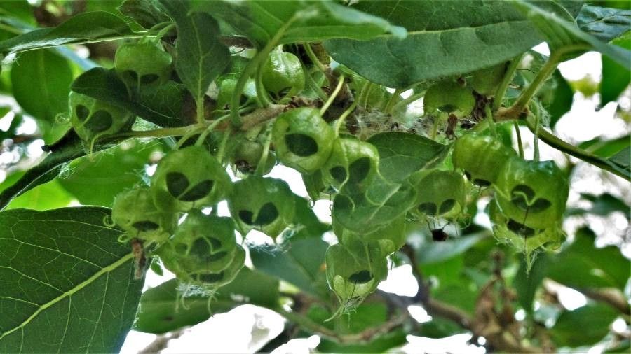 Withania aristata fruit