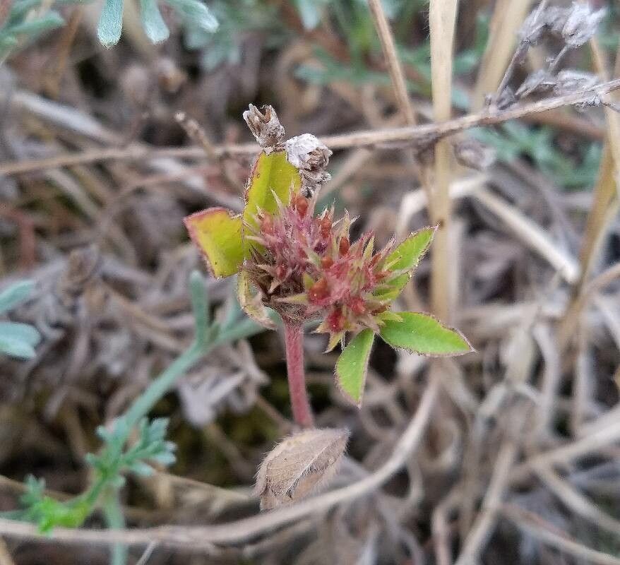 Trifolium scabrum fruit