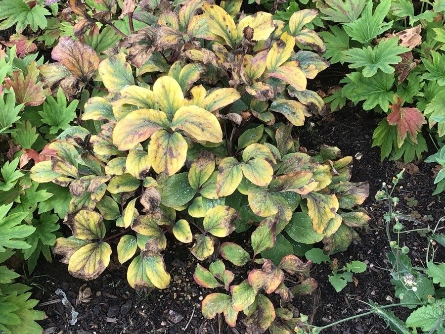 Paeonia daurica — search result for 'Lebanon'