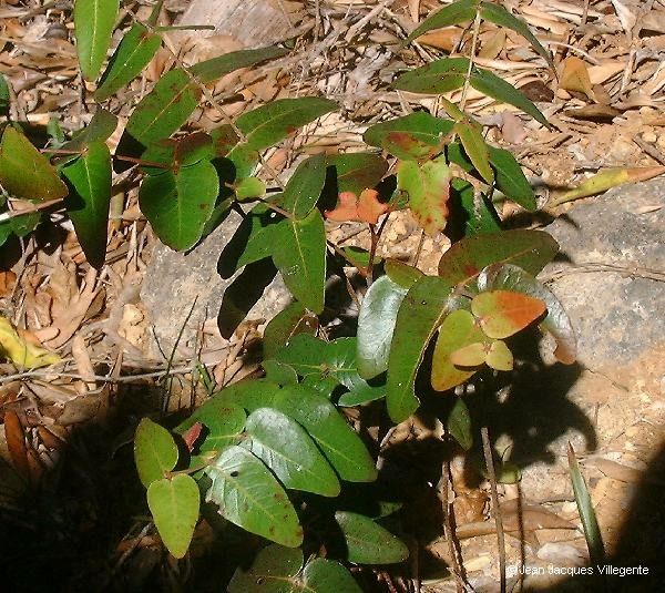Phyllanthus pindaiensis habit