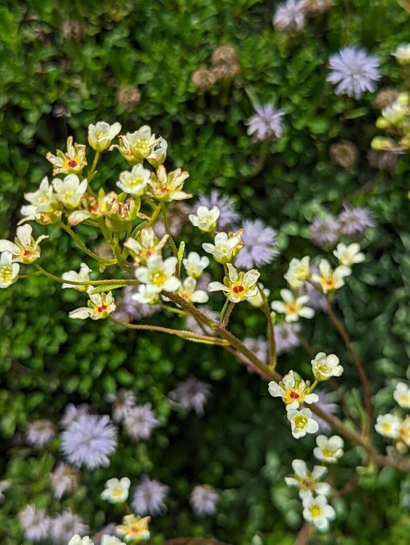 Saxifraga crustata flower