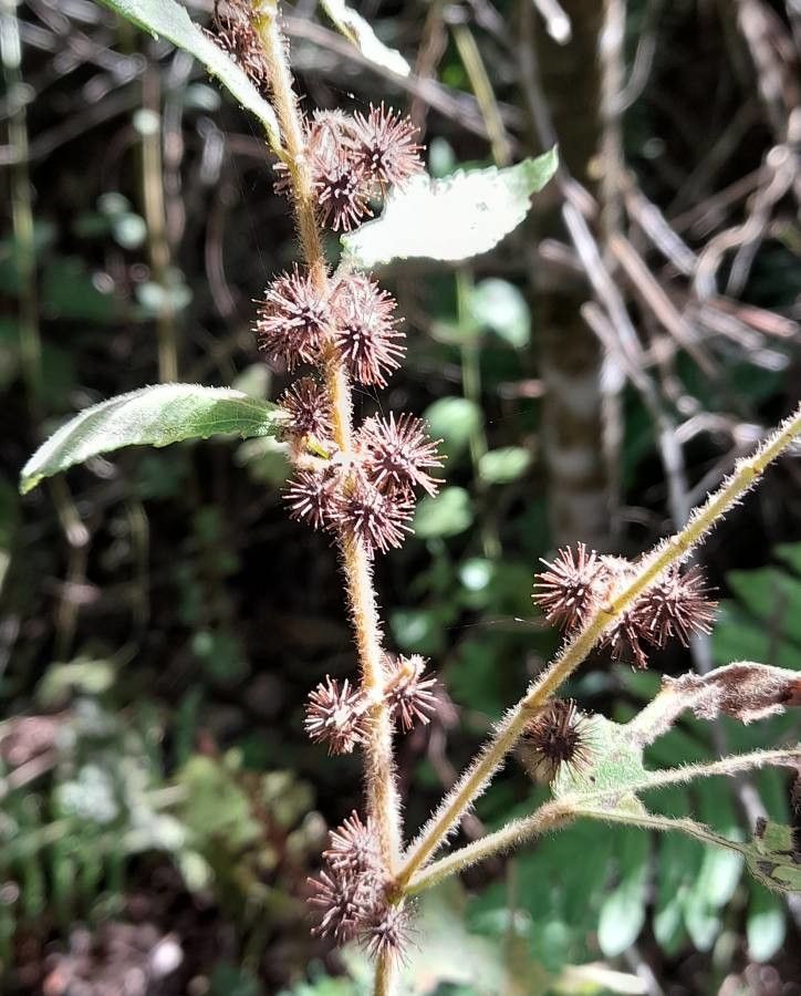 Triumfetta semitriloba fruit