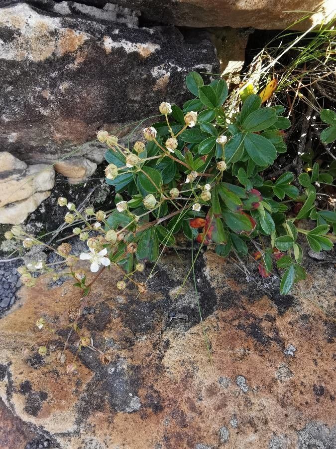 Sibbaldiopsis tridentata flower