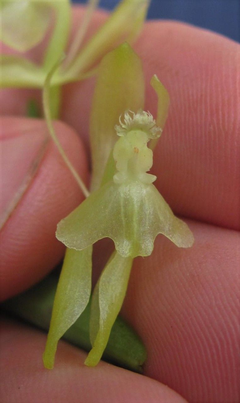 Epidendrum firmum — search result for 'Epidendrum'