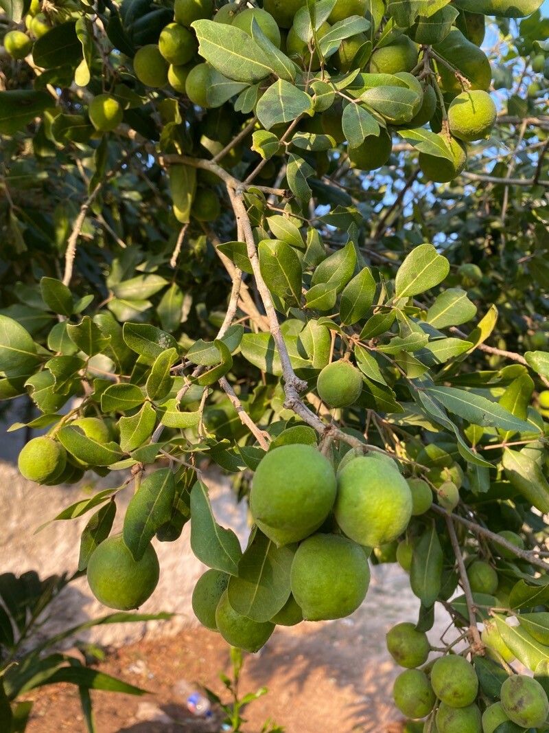 Melicoccus oliviformis fruit