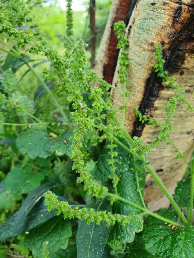 Plectranthus minutiflorus flower