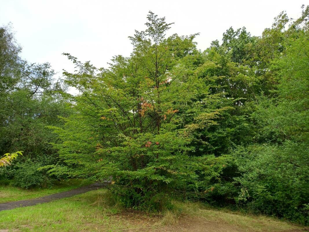 Prunus maximowiczii habit