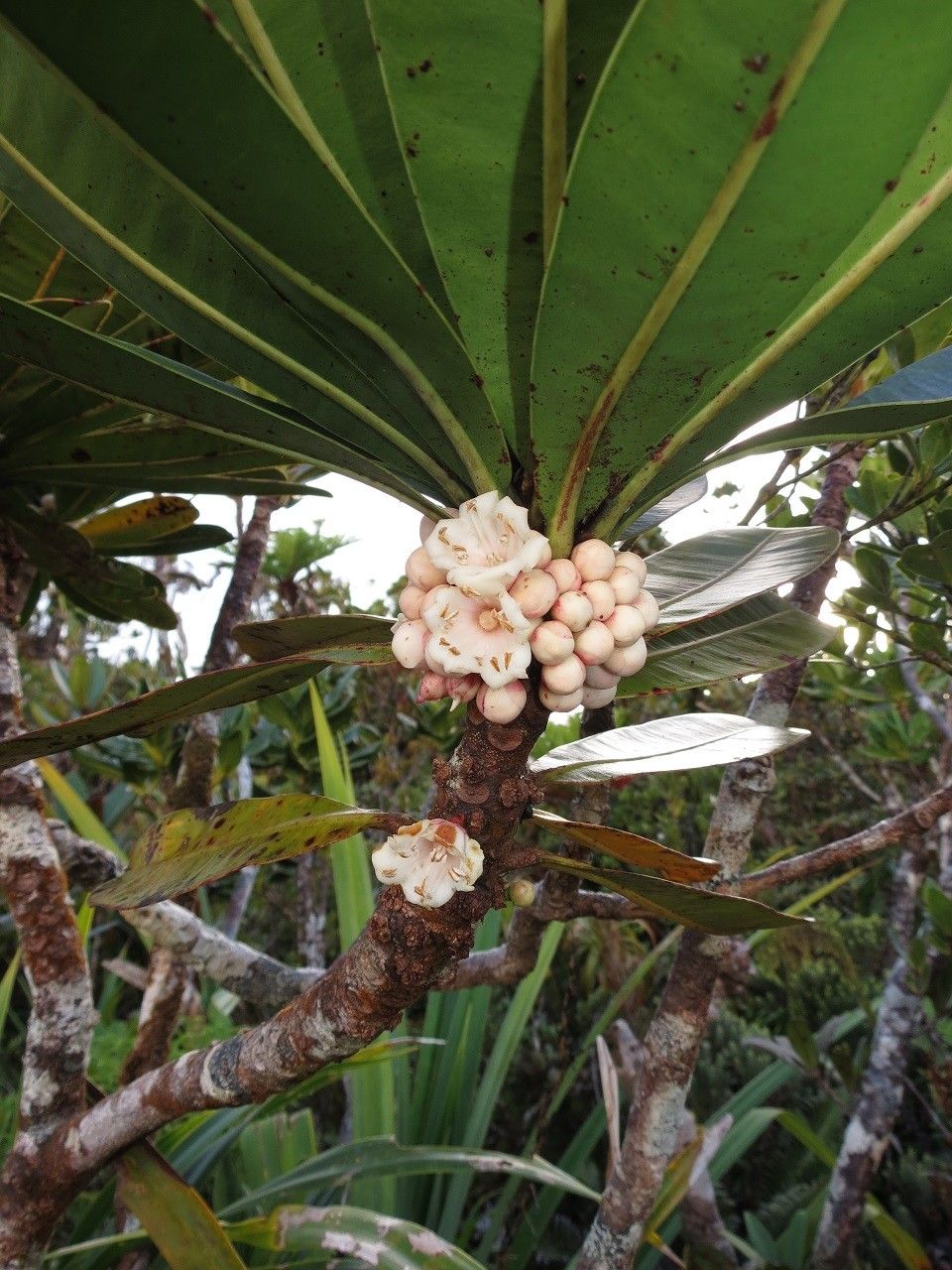 Pycnandra blaffartii — houseplant care guide