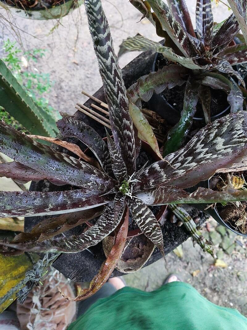 Cryptanthus fosterianus leaf