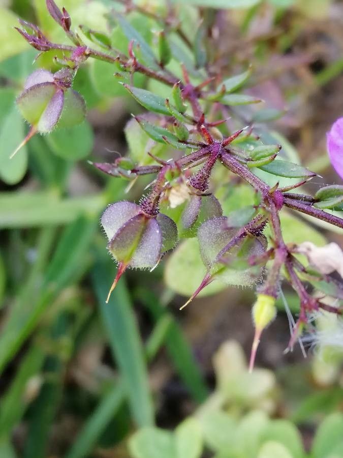 Fagonia cretica fruit