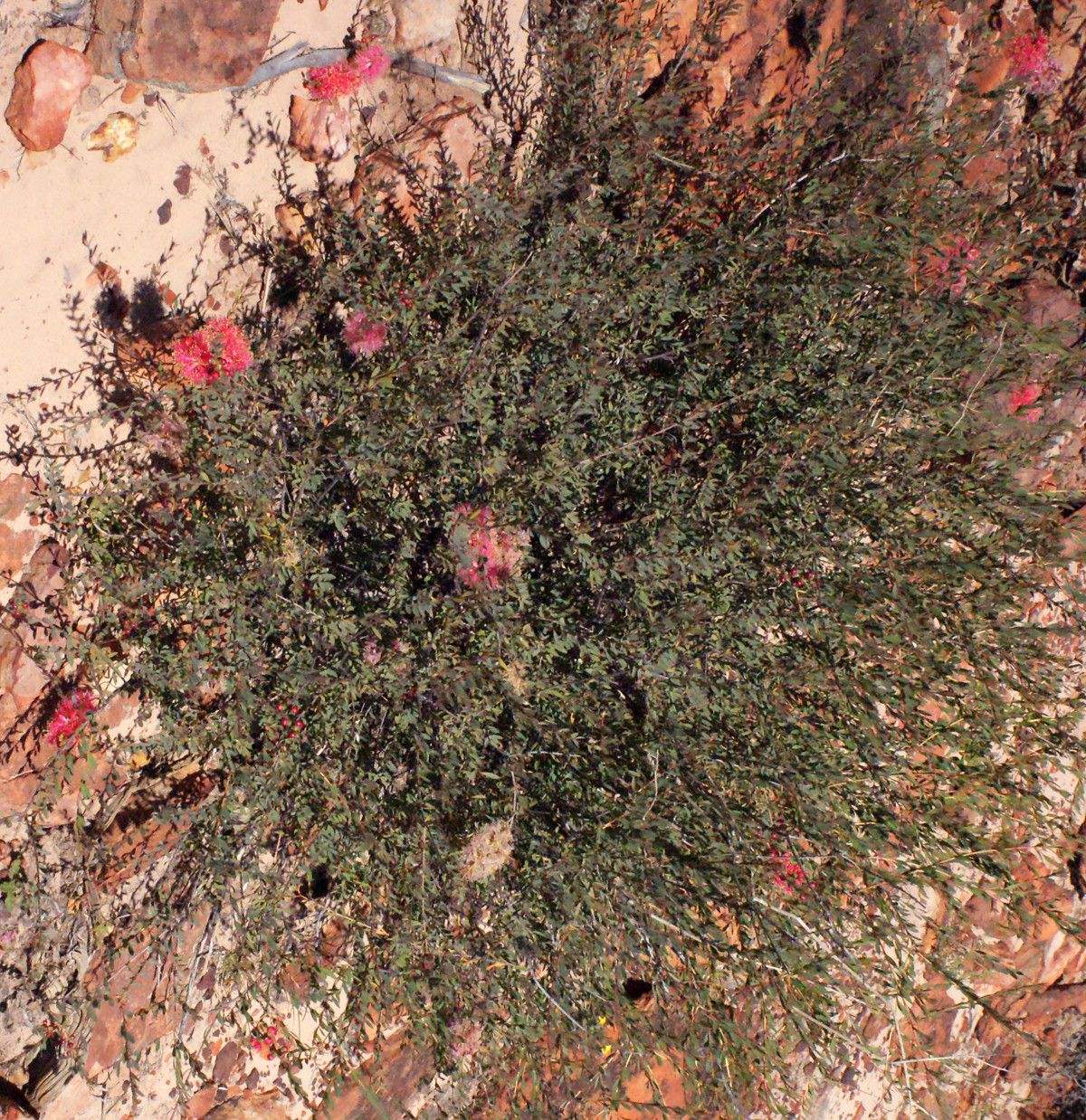 Melaleuca radula habit