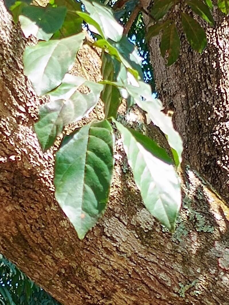 Tachigali denudata — houseplant care guide