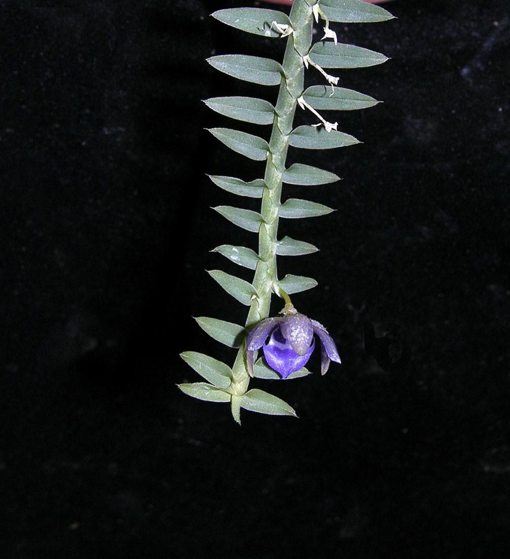 Dichaea sarapiquinsis other