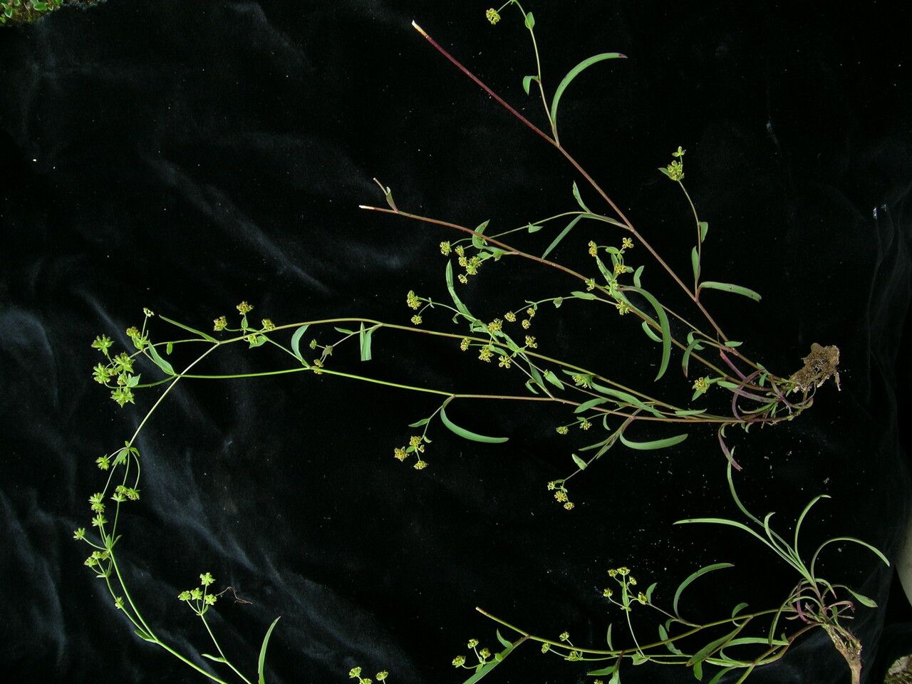 Bupleurum gracillimum habit