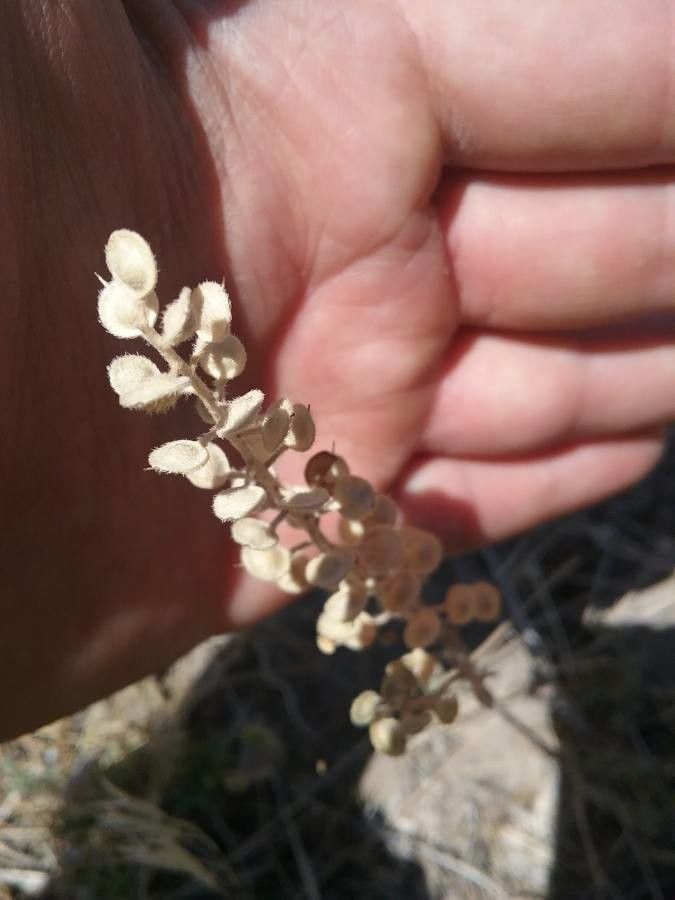 Lepidium lasiocarpum fruit