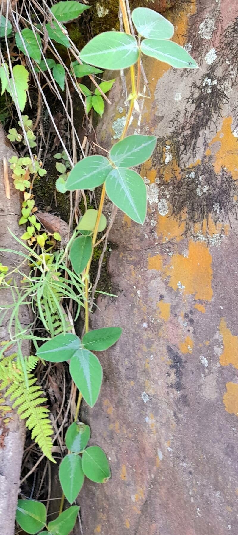 Desmodium campyloclados habit