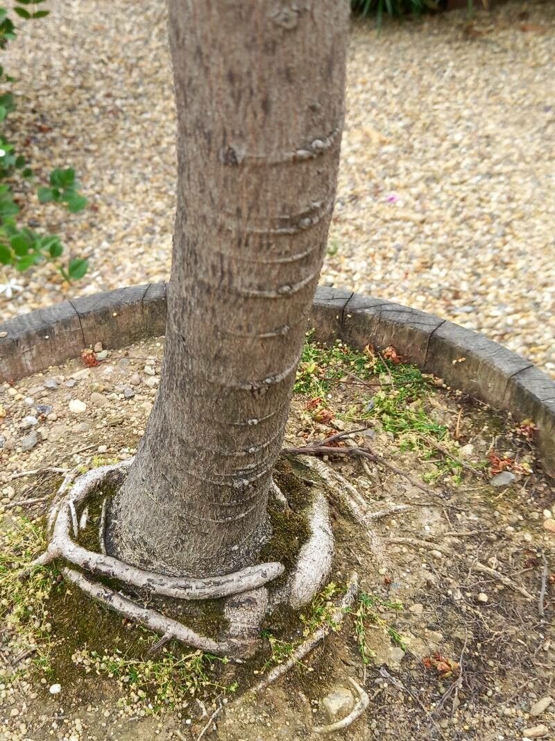 Schotia latifolia bark