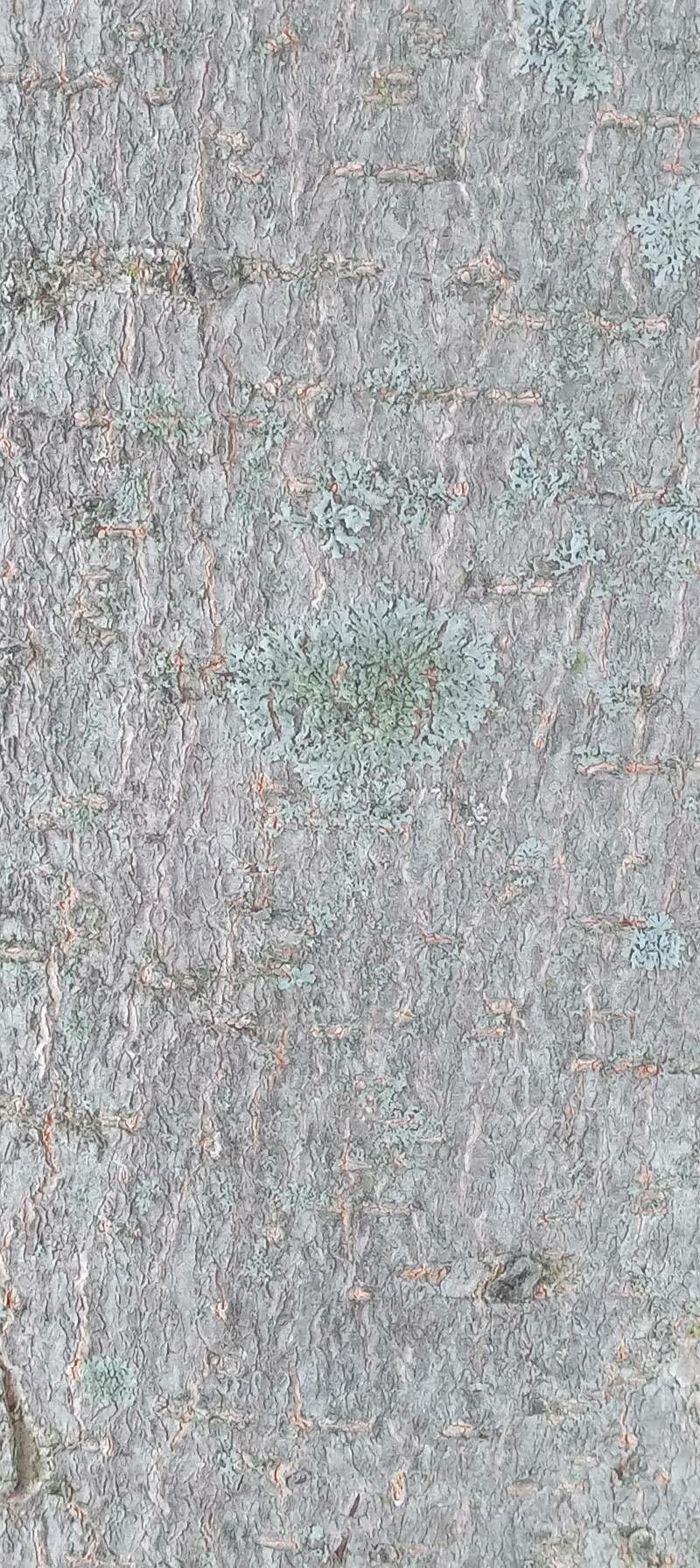 Aesculus × carnea bark