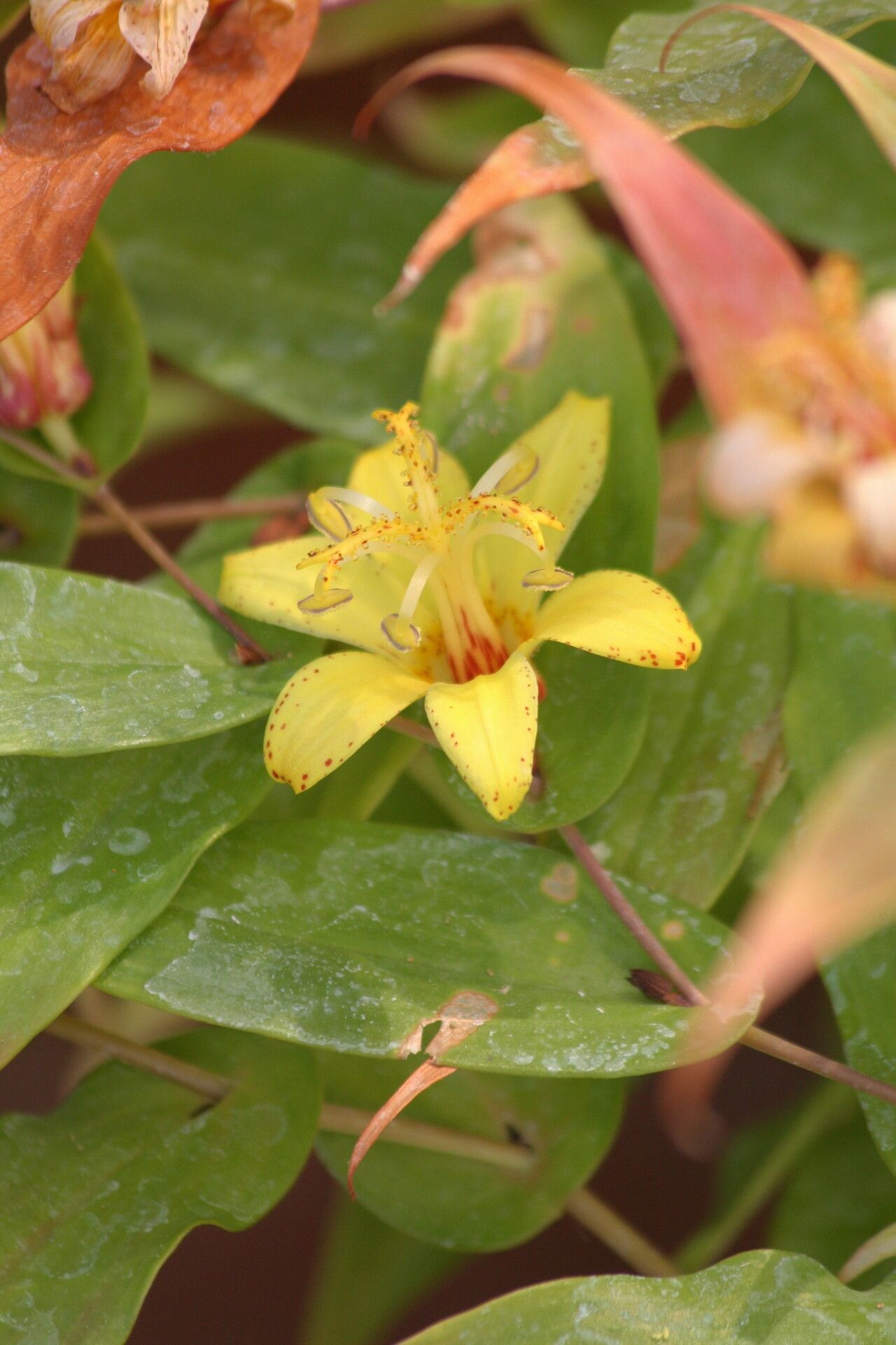 Tricyrtis perfoliata flower