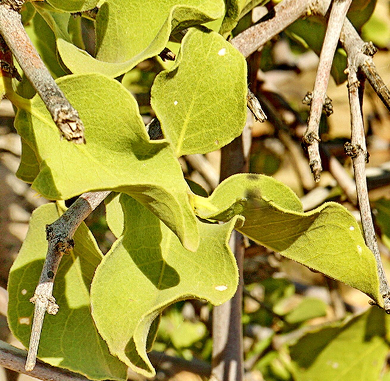 Psydrax latifolius — houseplant care guide