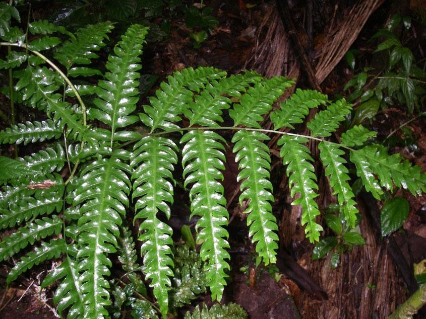 Pteris propinqua leaf